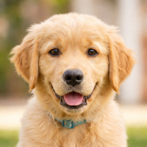 Tarçın oyuncu köpek dijital pet kimliği ve profil fotoğrafı